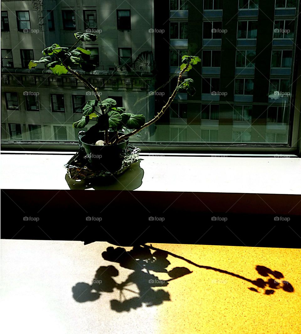 People, Art, Tree, Leaf, Shadow