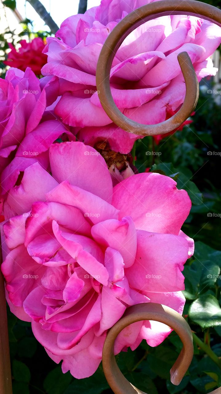 Pink Roses. Pink Roses & Wrought-iron Scrolls