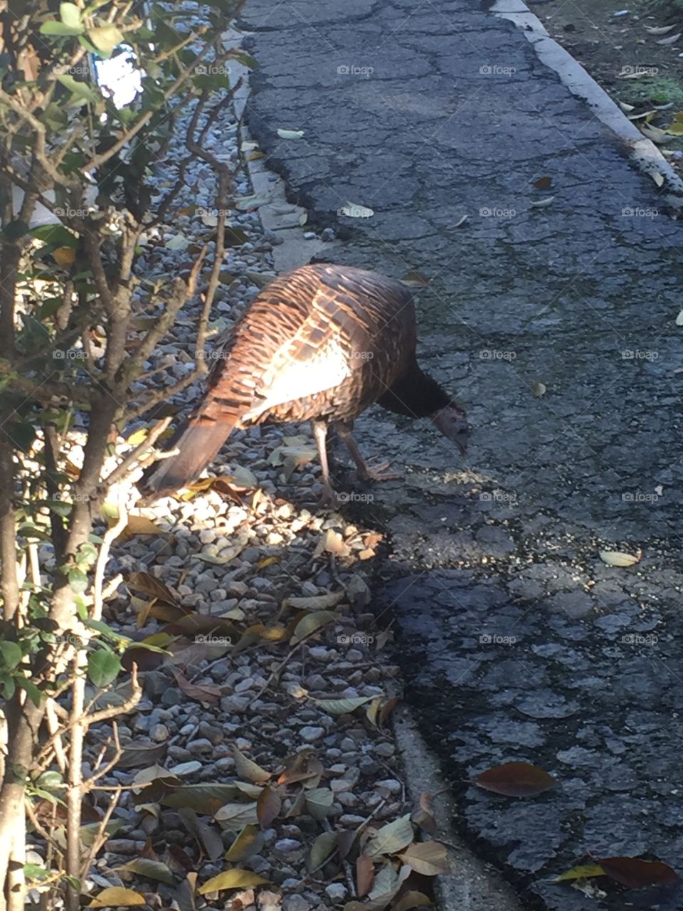 Wild turkey on the loose on Thanksgiving 