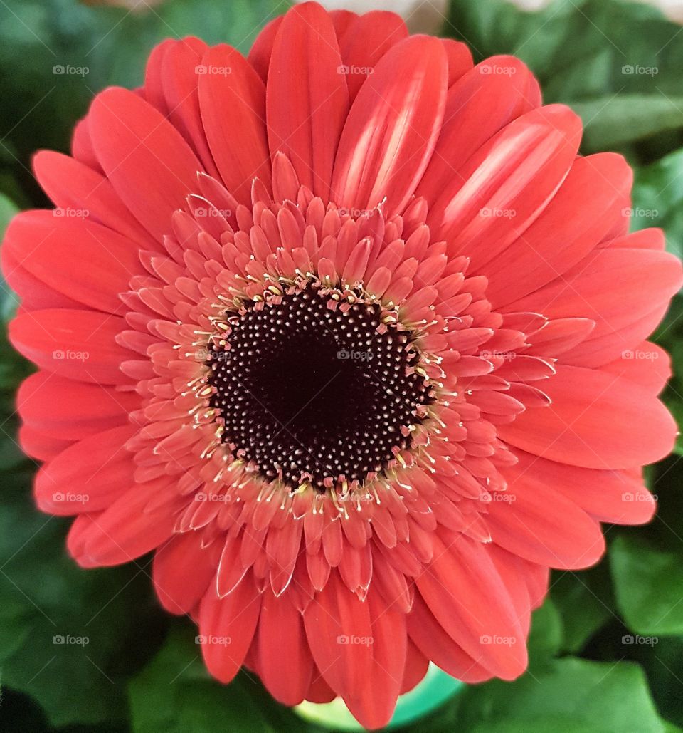 A stunning flower in beautiful bright red with white and black details. Nature at it's best.