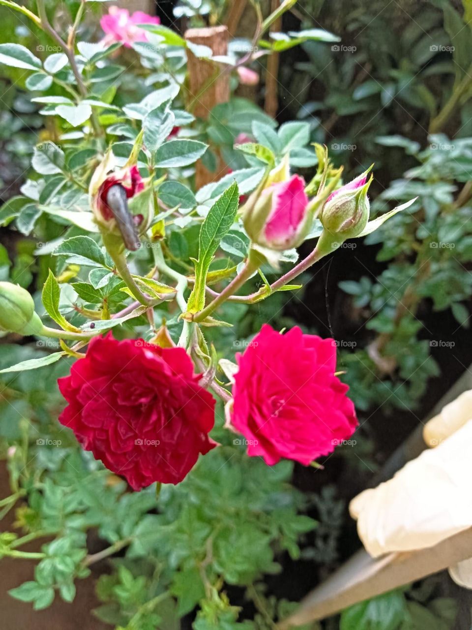 rose