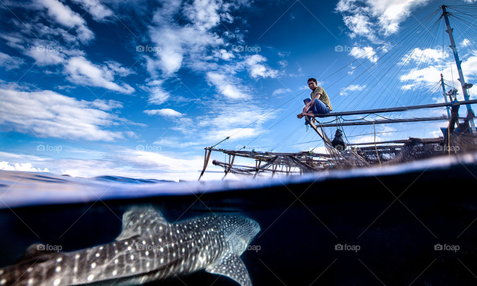 Whale shark approaching 