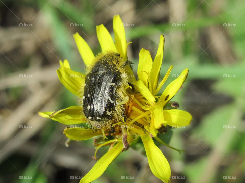 fluffy insect on early spring yellow flowers, warm April