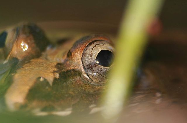 The frog's eye. Kindly species of Fejervarya , rice field frog, mud frog at the day of hot . The frog's calling to feel better into the water with mud as a floor of pound.