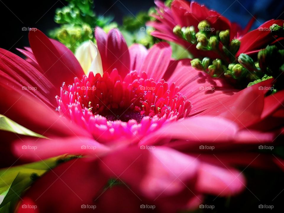 Gerbera