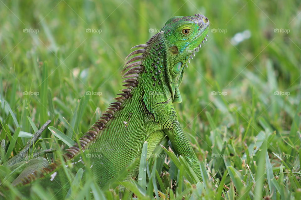 iguana detail