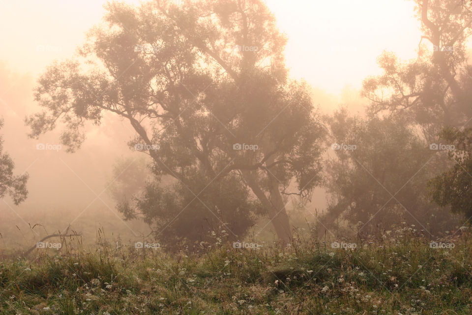 Autumn misty park at early morning 