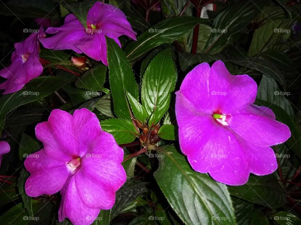 As flores transmitem vida