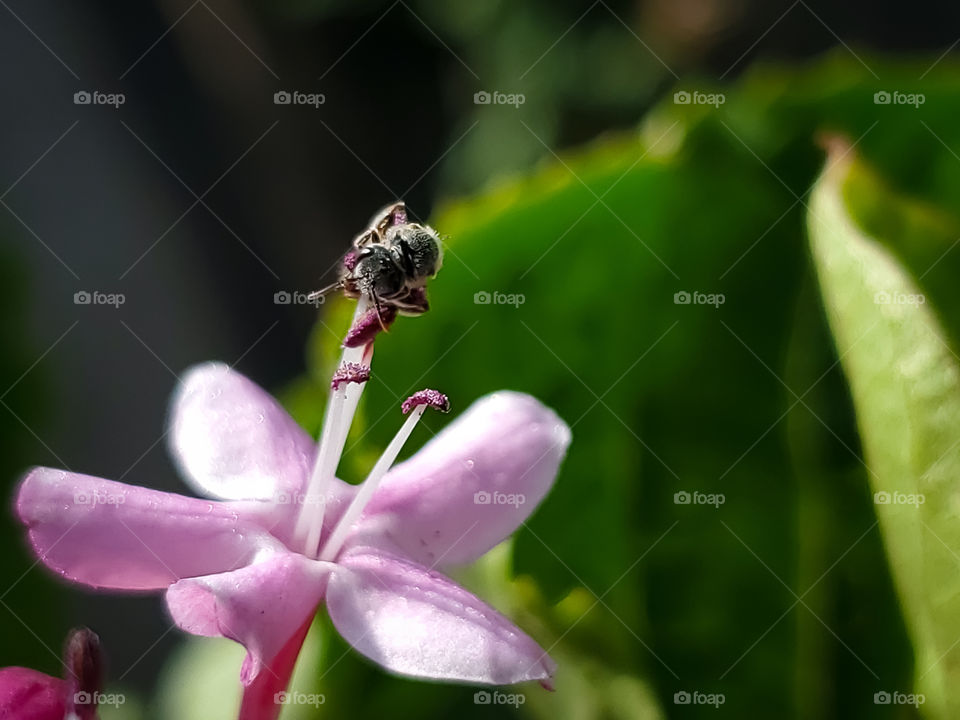 Close up of one of the tiniest bees pollinating the tiny stamens of the extra small pink Mexican hydrangea flower.