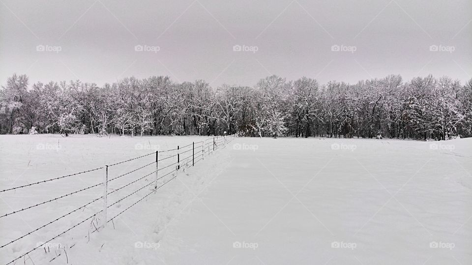 A winter backdrop of frosted trees covered in snow. That peaceful snowy scene in the country.
