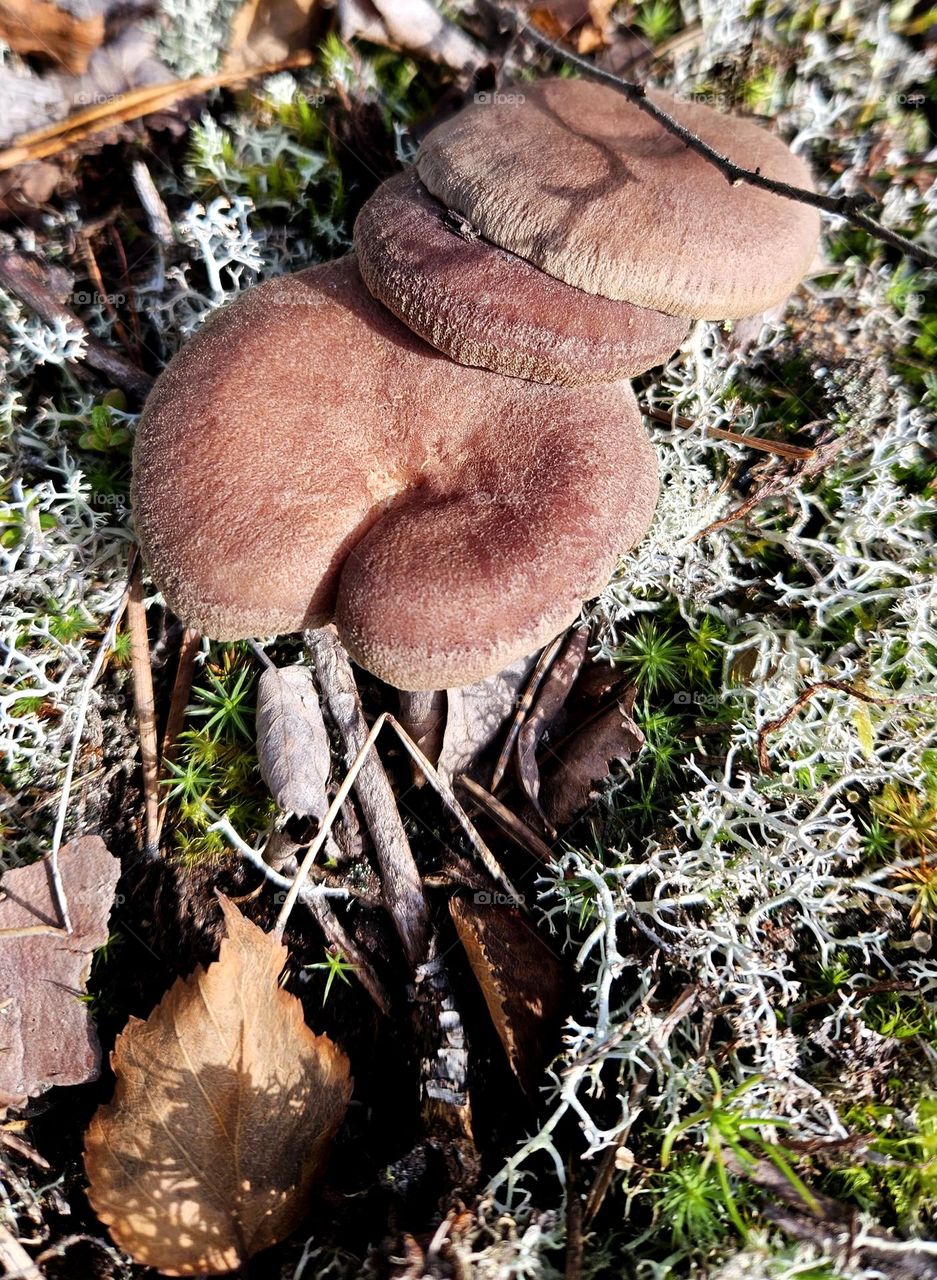 In autumn, many different mushrooms grow in Finnish forests