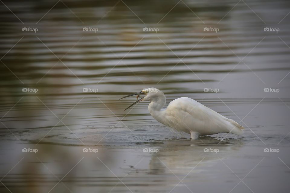 egretta garzetta