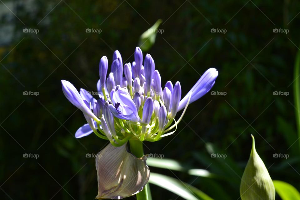 spring,  flower,  nature , beautiful