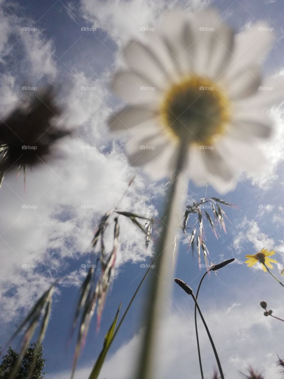 Flowers in sky