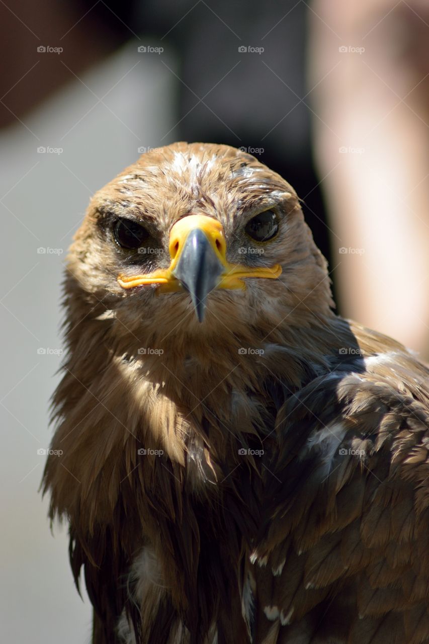 Falcon head closeup