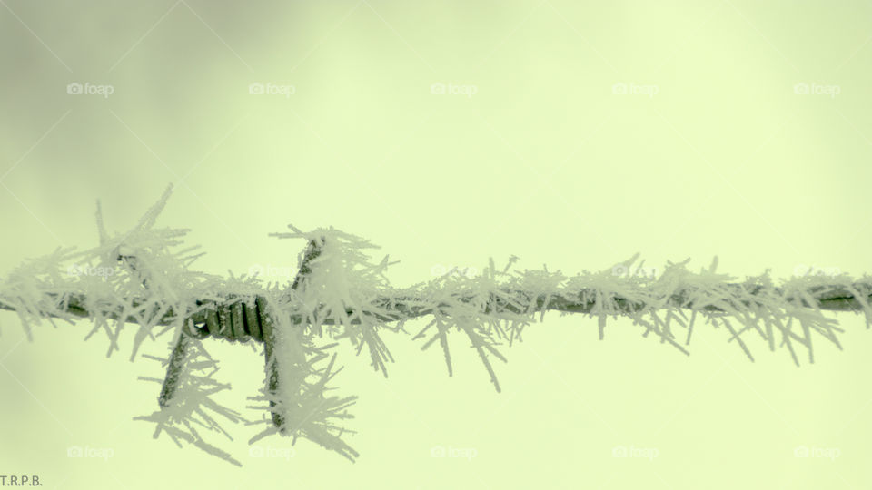 crystallized frost on barbed wire on a cold day