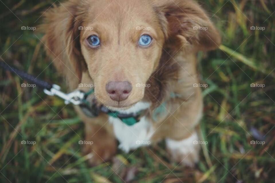 Blue eyed baby