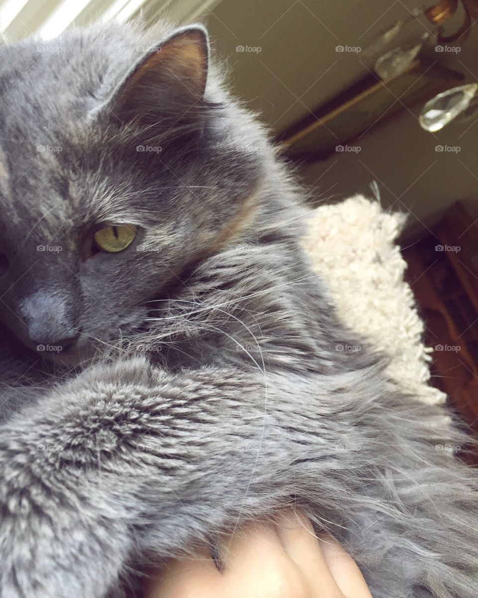 Cat, Animal, Mammal, Pet, Portrait