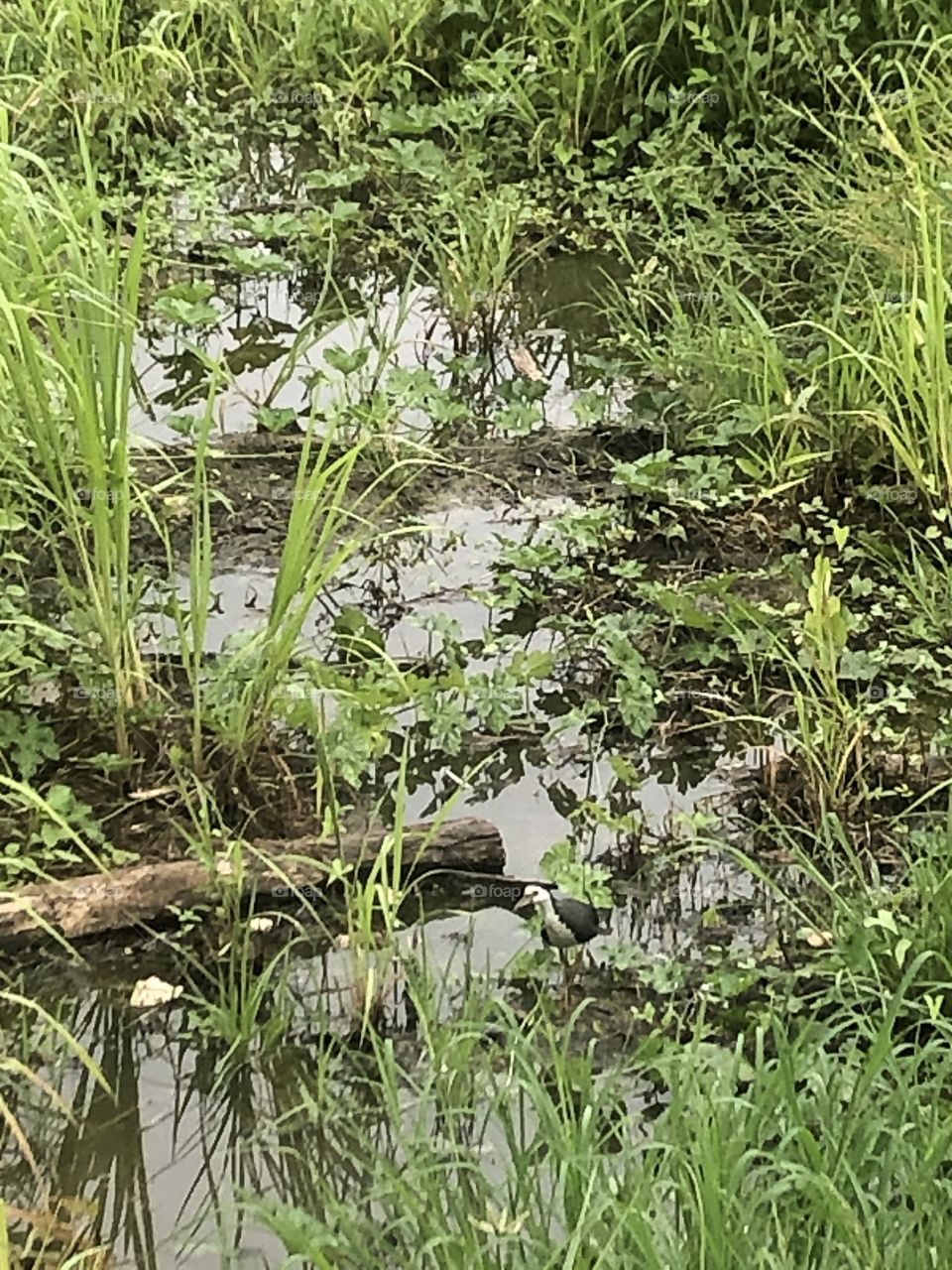 Beauty is everywhere, Countryside ( Thailand 🇹🇭