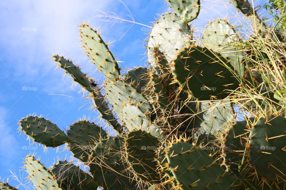 South Texas cactus 
