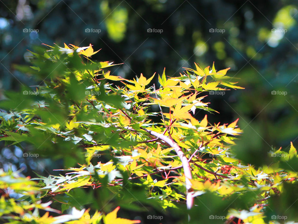 The late afternoon summer sun shines on my deck & produces dappled light on the light green leaves and coral stems of my coral Japanese maple providing beautiful contrast.