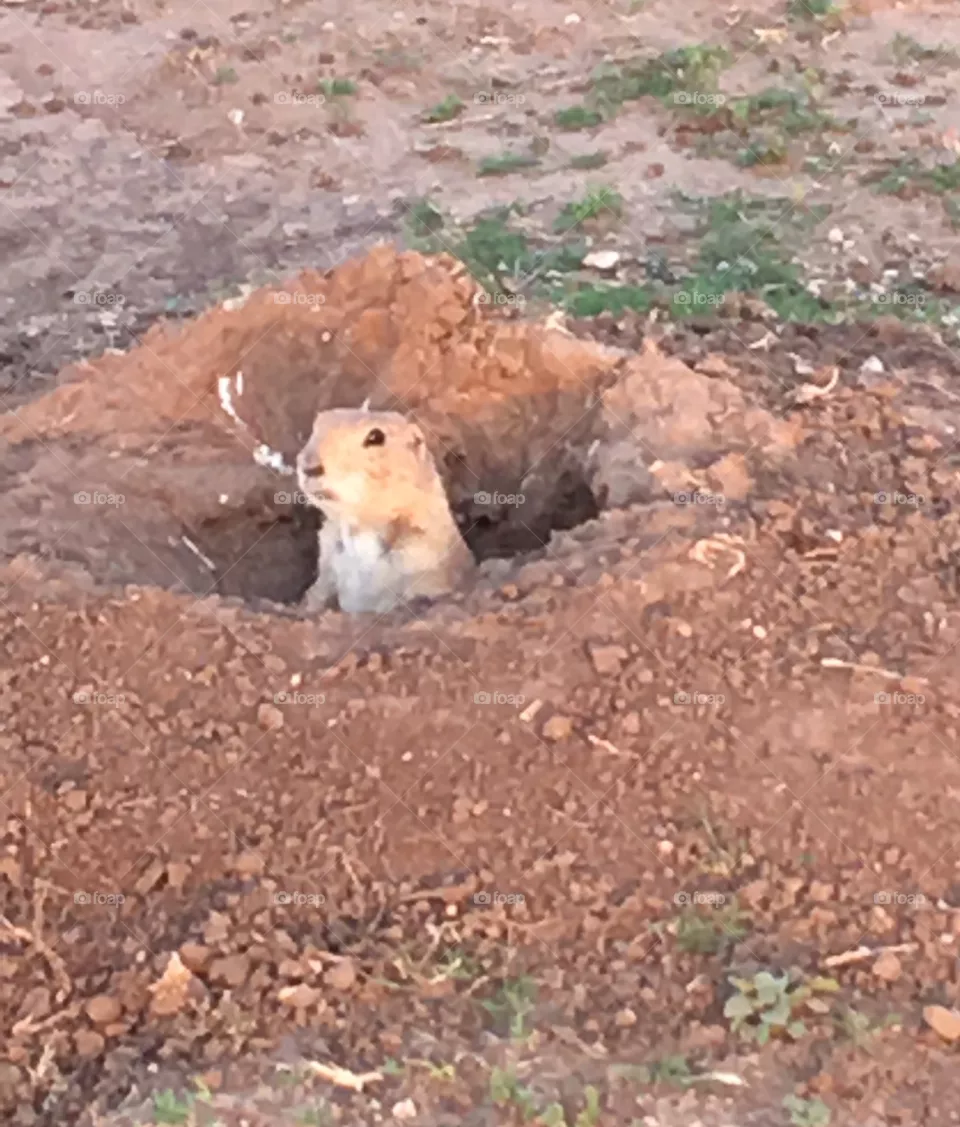 West Texas Dogs 😂