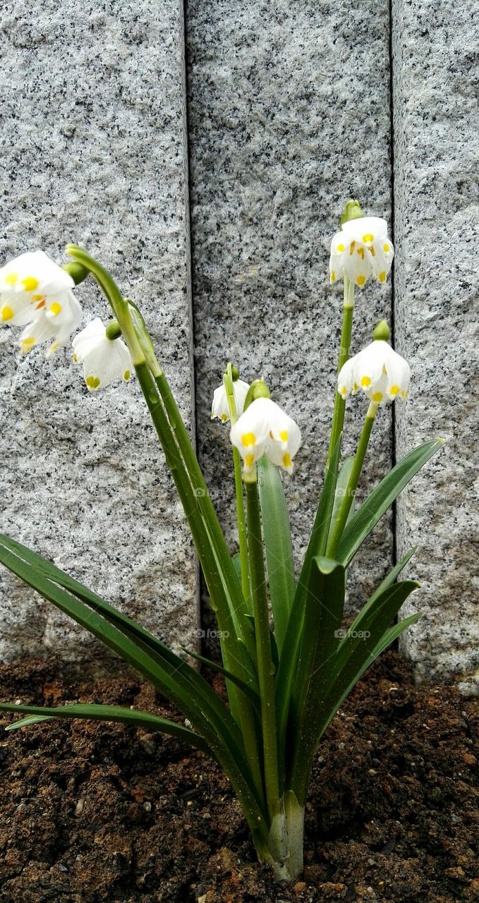 white snowdrops on stone background