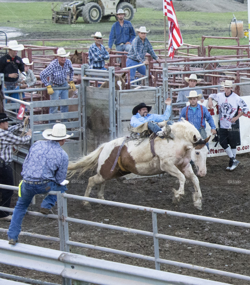 Cowboy riding a Bucking bronco at a Rodeo