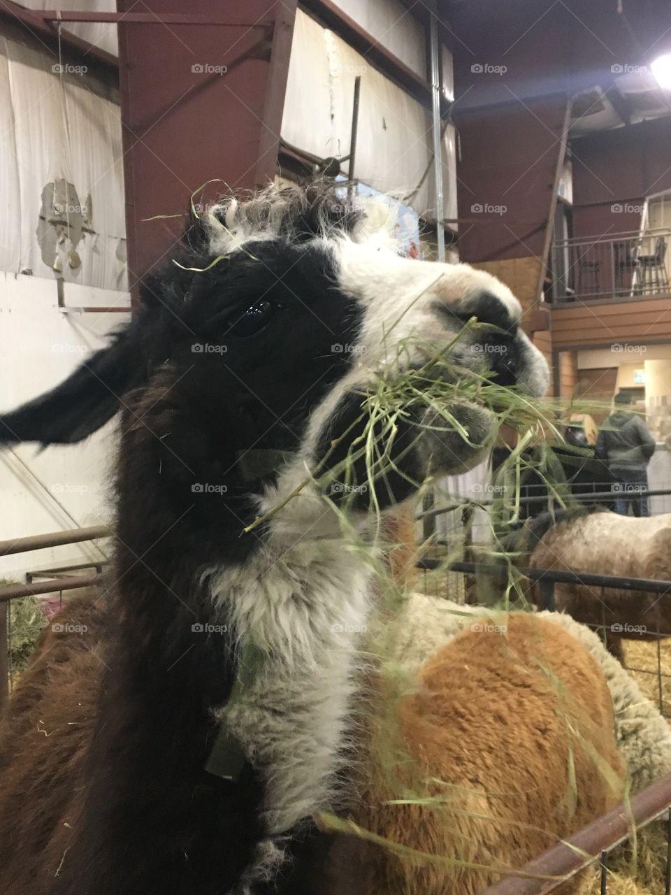Llama eating alfalfa 