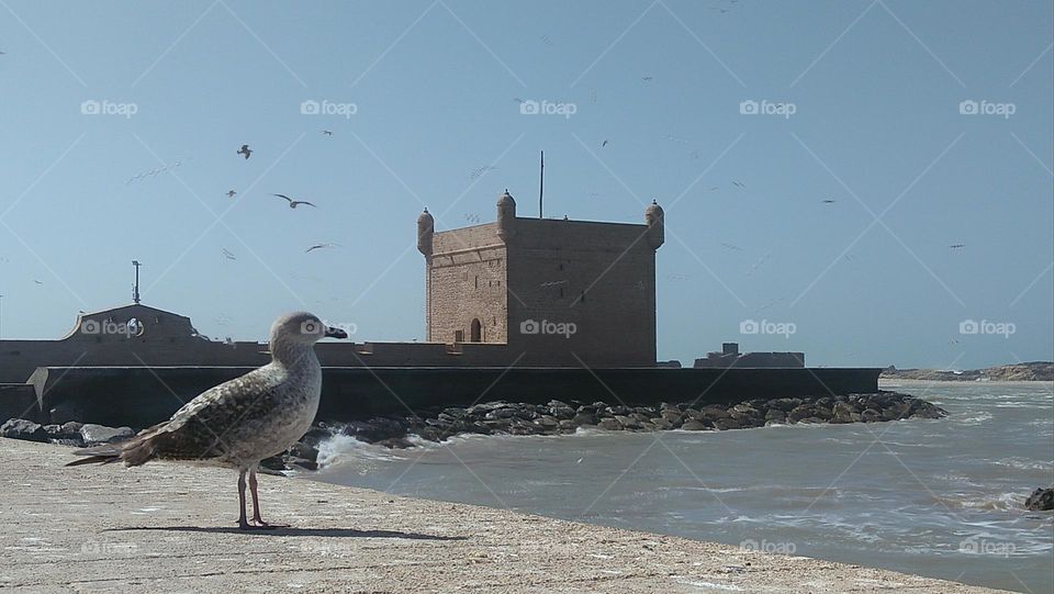 one seagull on wall looking at the sea.