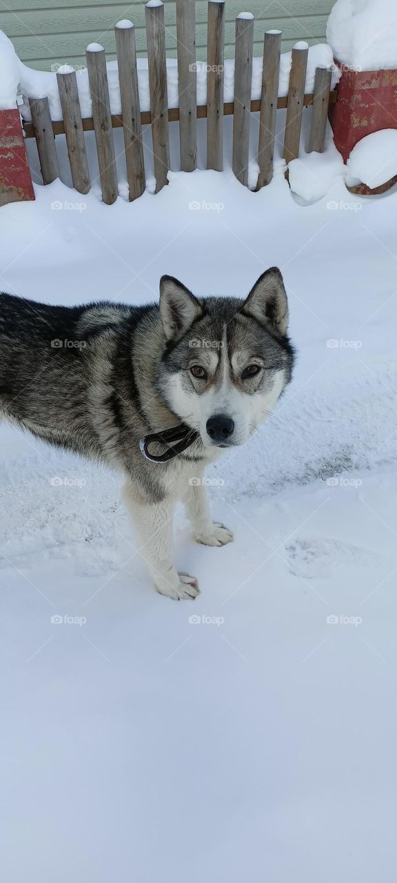 dog, snow, winter, the dog is standing in the snow, the dog is looking at me, fluffy dog, animal