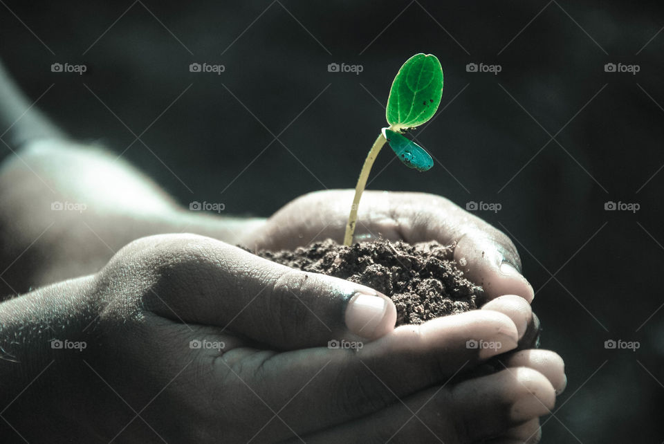 Person's hand holding soil and plant