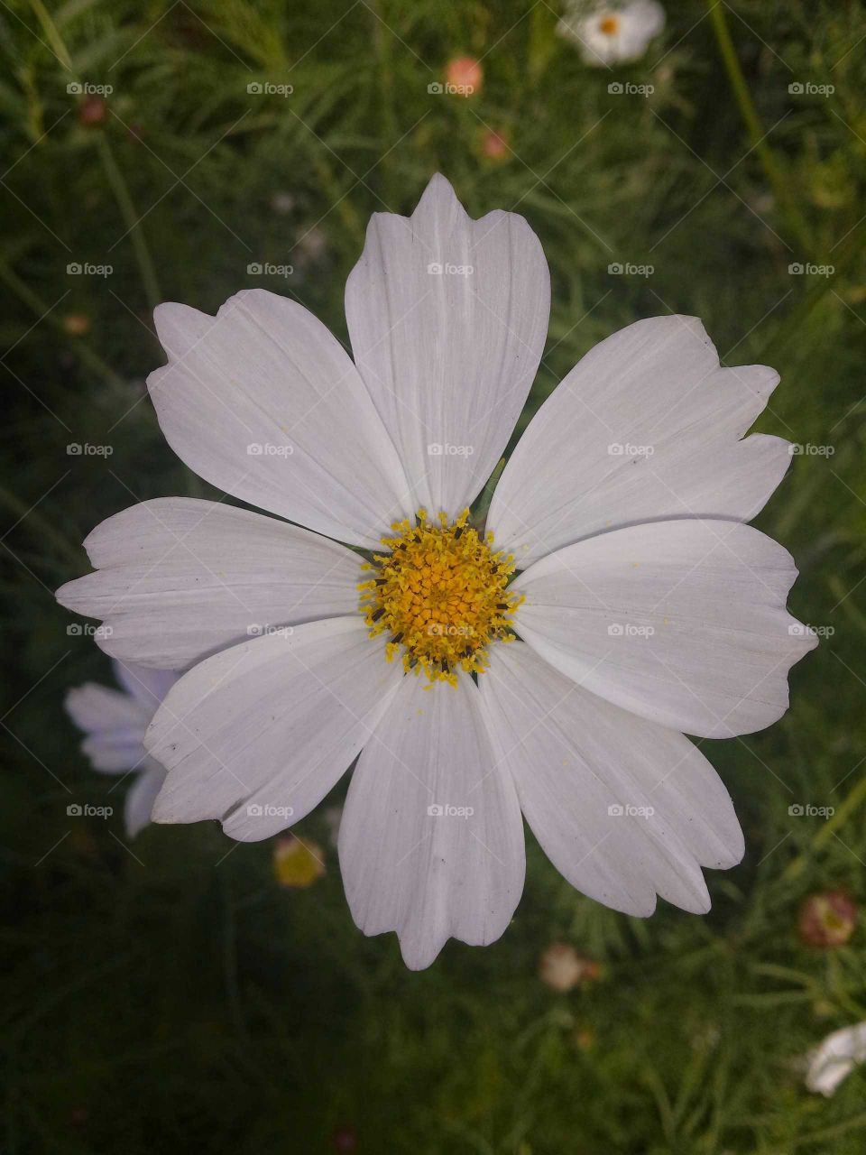flower, Daisy, white, colour, sprint, summer