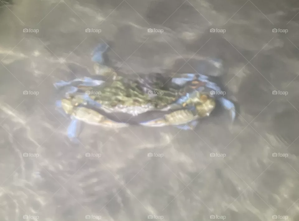 Night 🦀