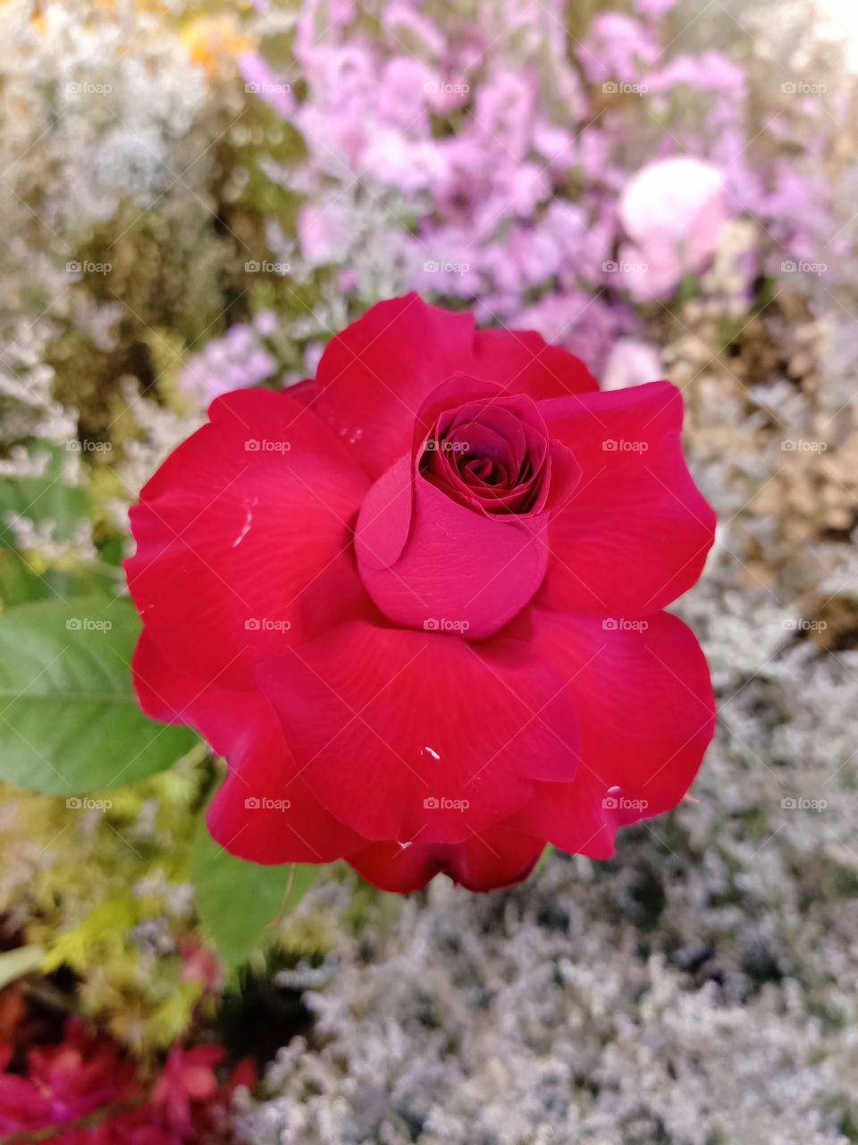 Beautiful red rose