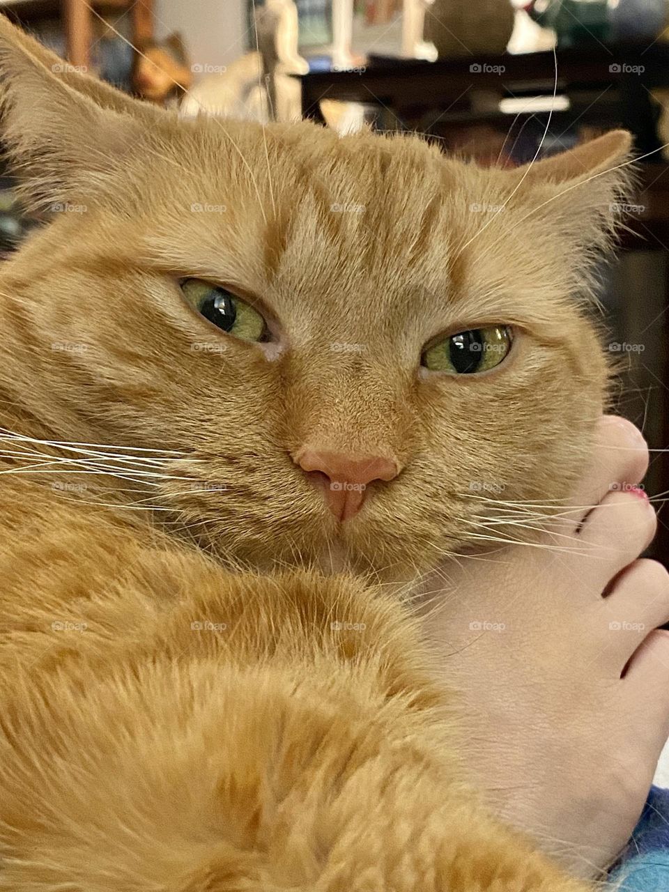 An orange tabby cat using a persons foot as a pillow