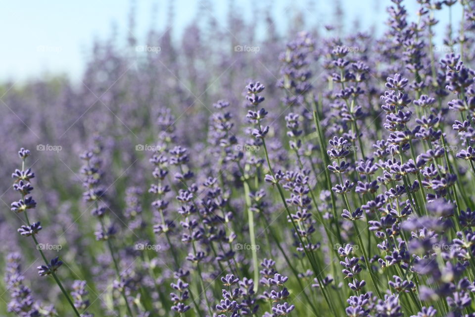 Lavender in bloom