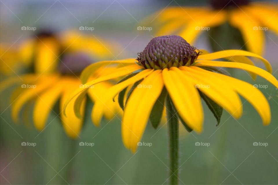 Close-up of black-eyed susan flower