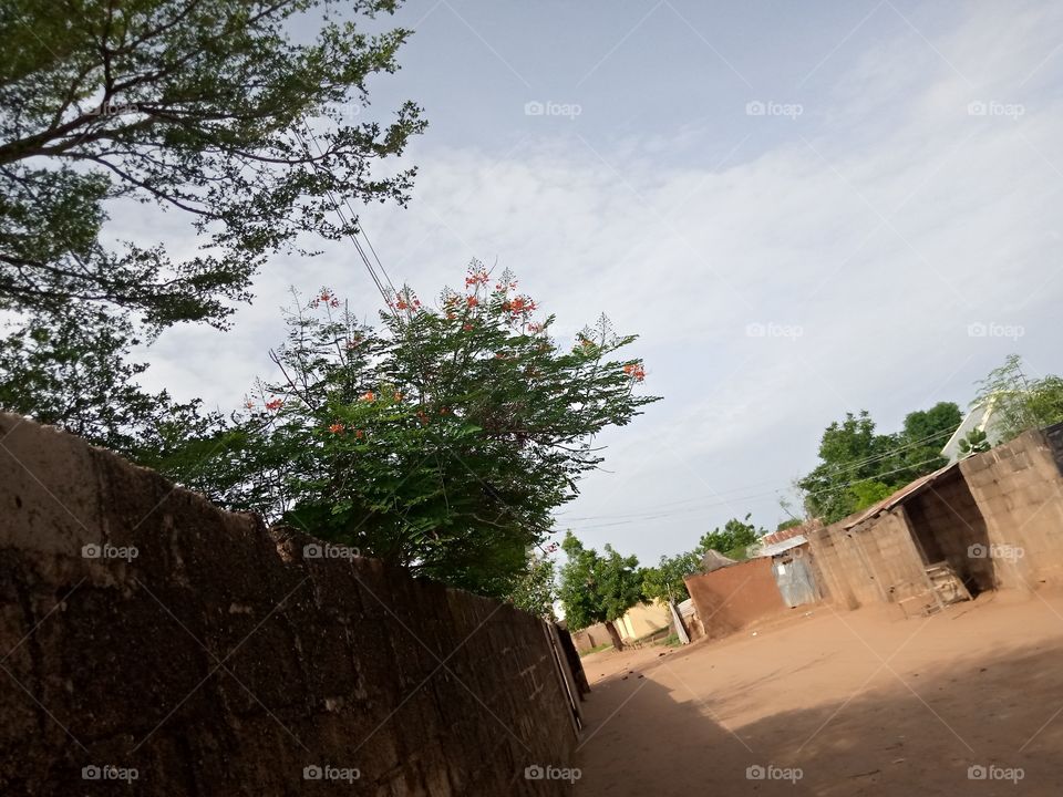 a tree casting down it shadow on the wall. the tree had flowers and they flowers are beautiful.