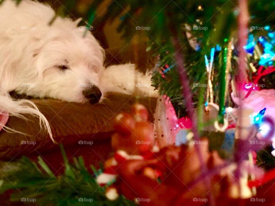 Not a creature was stirring 