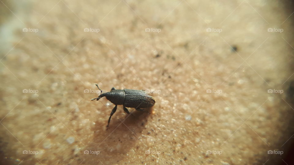 macrophoto of weevil