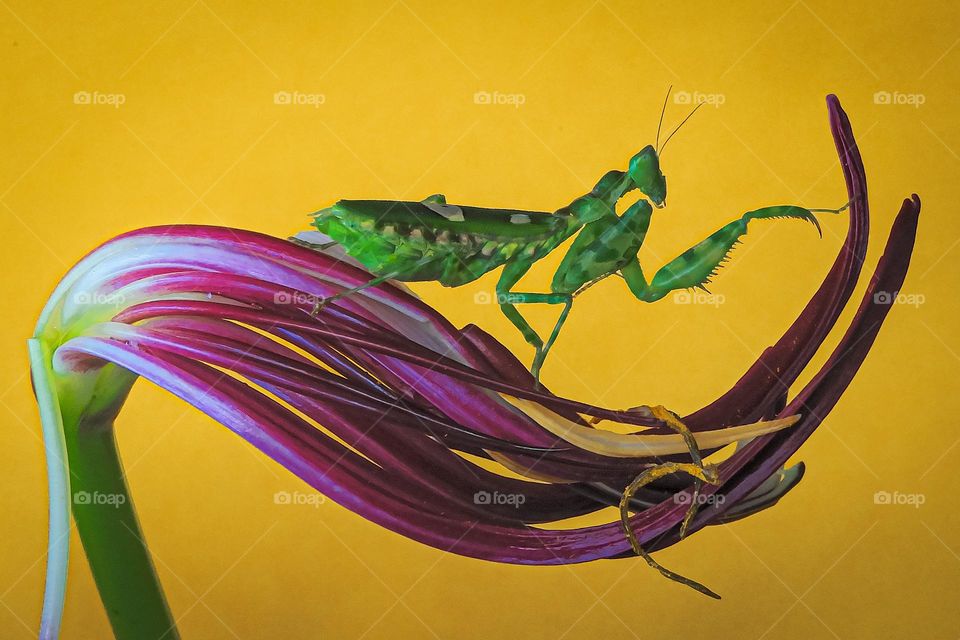 Mantis on the purple wave