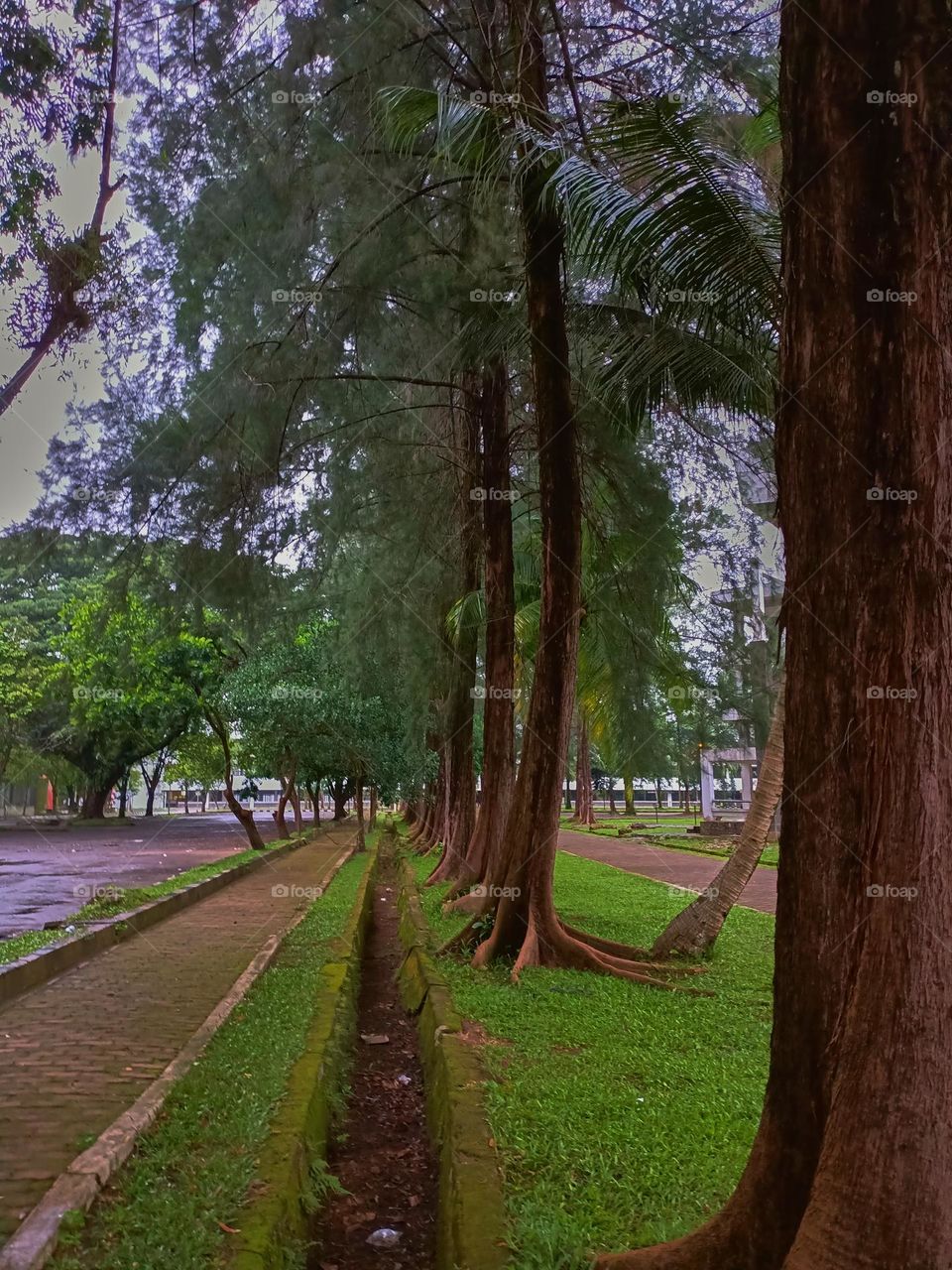 Paths of the park with tall green trees on a sunny day along which people walk. No people