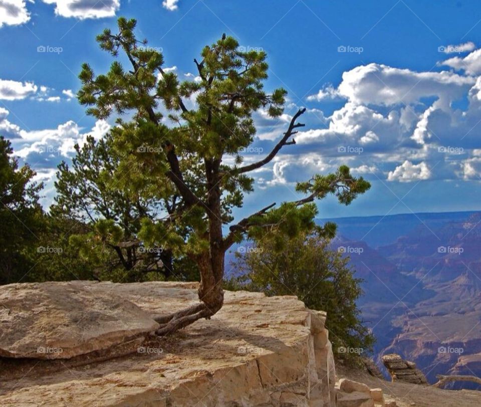 Single tree overlooking canyon.