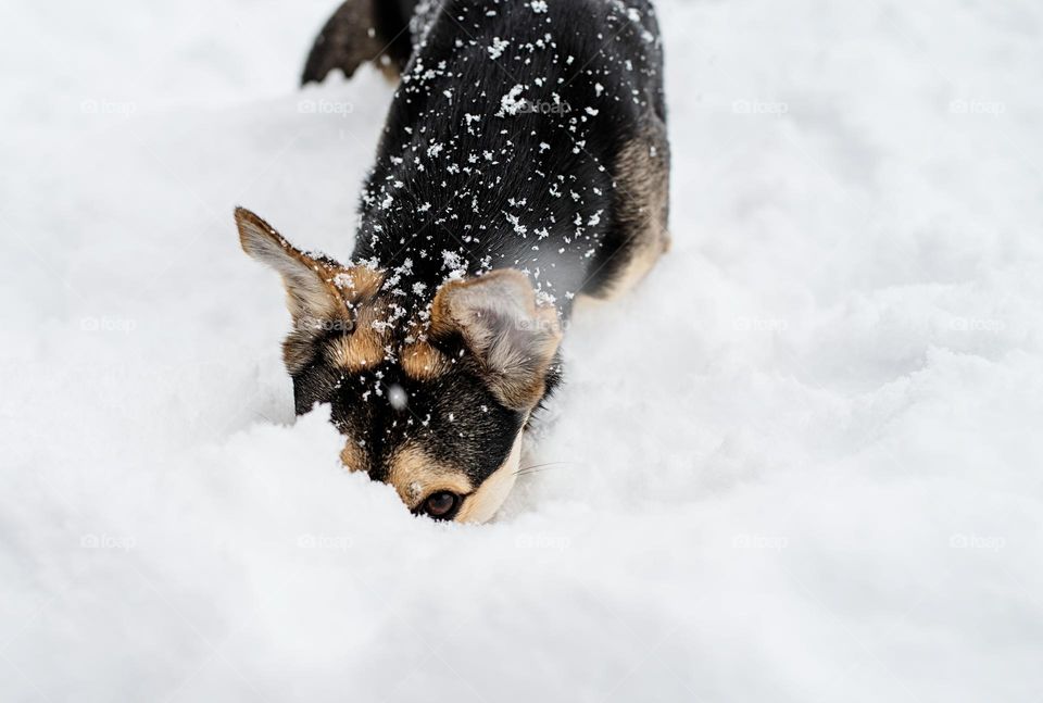 walking the dogs in winter