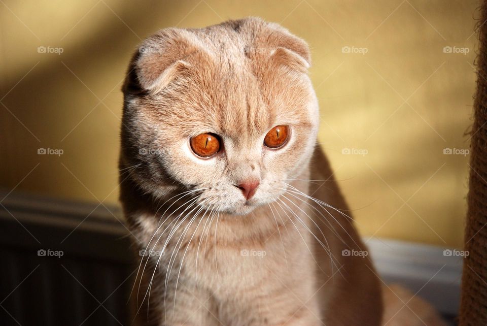 Fawn coloured Scottish Fold cat with deep orange eyes looking downwards with a yellow wall behind him