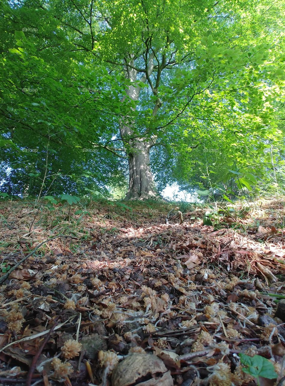 forest wald Bäume baum Boden waldboden grün green