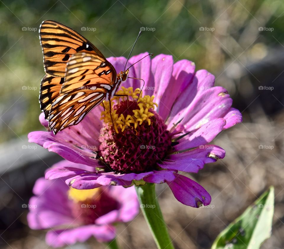 Closeup and Beautiful 