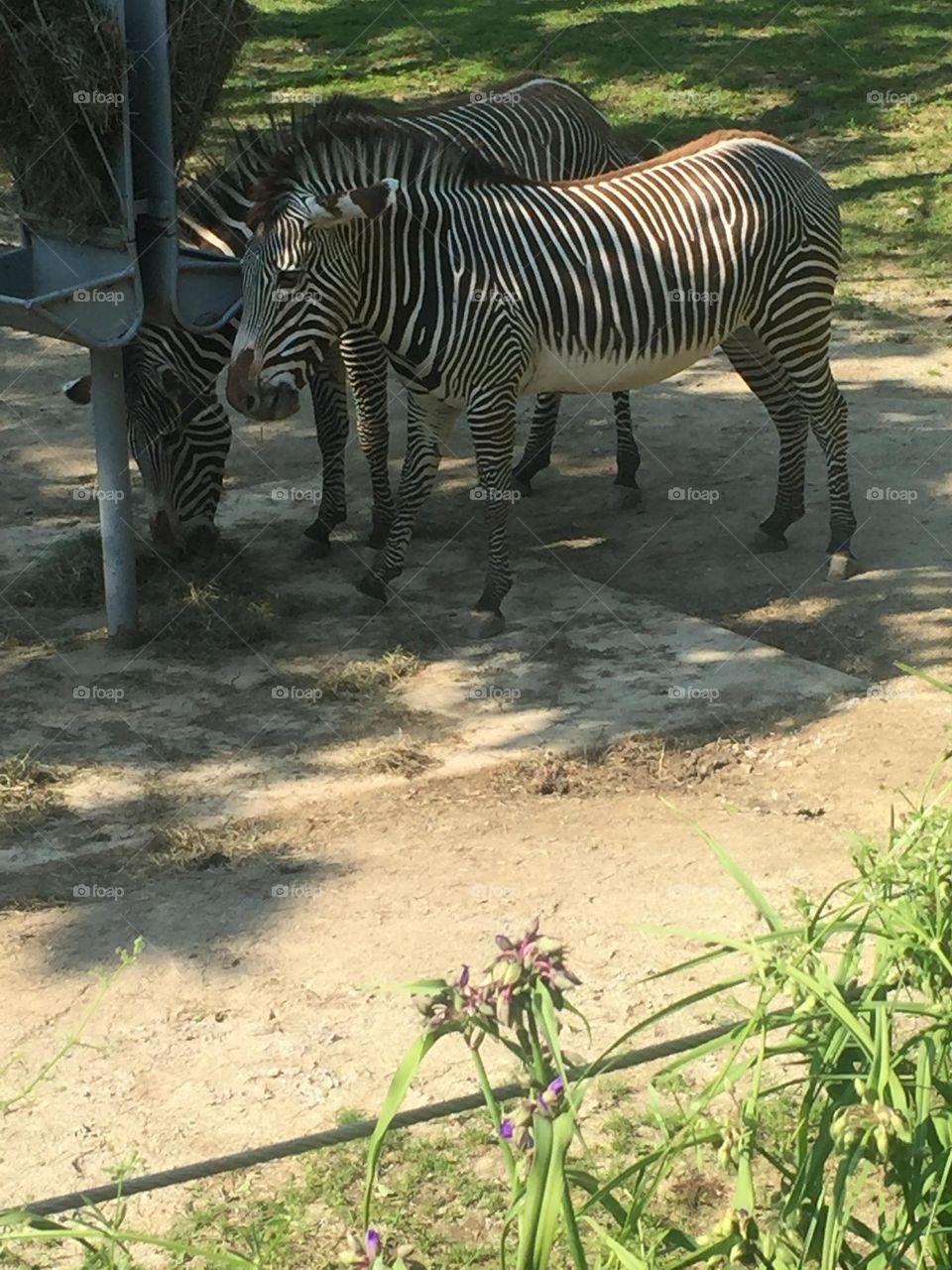 Zebra 