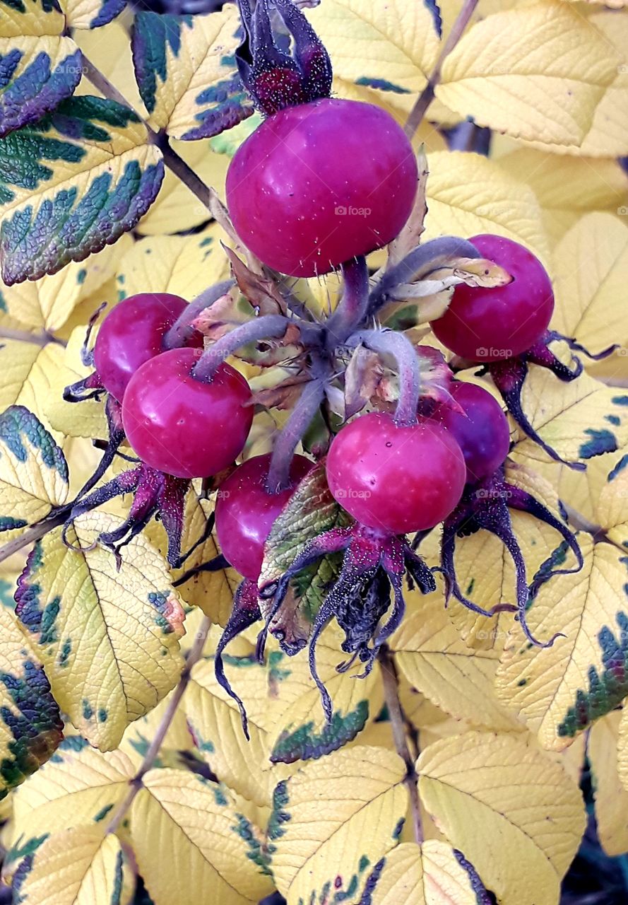 wild rose fruits and yellow leaves  in autumn garden